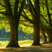 Шумит октябрь листвою :: Юрий. Шмаков