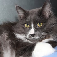 Кот :: Natali Кот :: Natali