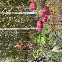 Осень :: Эльвира Белянская