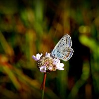 опять про бабочек...376 :: Александр Прокудин опять про бабочек...376 :: Александр Прокудин