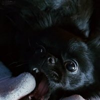 Милейшее создание ) :: Светлана 13.06.