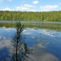 Дружинное озеро :: Елена Суханова Дружинное озеро :: Елена Суханова