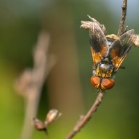 Муха-цокотуха :: Владимир Лазарев