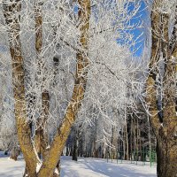 Январь в парке :: Игорь Сычёв