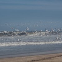 Краски Тихого океана. Перу. :: Svetlana Galvez