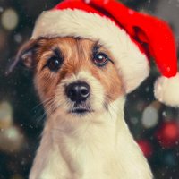 Джек :: Оксана Федосова