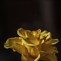 Желтая роза :: Игорь Сикорский Желтая роза :: Игорь Сикорский