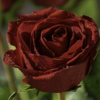 Красная роза :: Игорь Сикорский Красная роза :: Игорь Сикорский