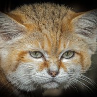 барханный кот :: аркадий барханный кот :: аркадий