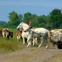 Когда пастух не умеет ездить верхом. :: nadyasilyuk Вознюк