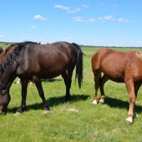 **** :: Виктор 