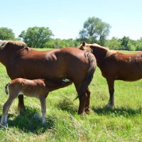 **** :: Виктор 