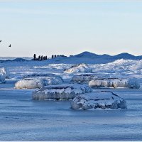 Балтика, 31 января. :: Валерия Комова