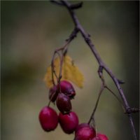 Плоды осени... :: Ирина С