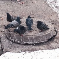 Голуби после баньки :: Игорь Солдаткин