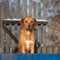 Подростает наш охотник :: Sergei Vikulov