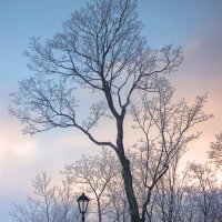 *** :: Сергей Григорьев