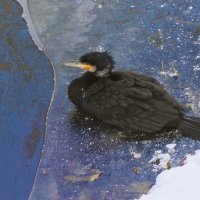 Баклан отдыхает :: Рита Симонова Баклан отдыхает :: Рита Симонова