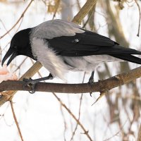 Ворона на сале :: Лина 