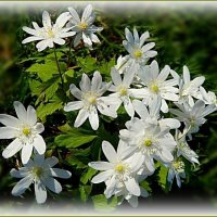 Ветреница :: Валентина Надсон