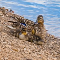 Утиное семейство в сборе) :: Николай Зиновьев Утиное семейство в сборе) :: Николай Зиновьев