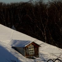 Нука, Солнце, ярче брызни! :: олег свирский Нука, Солнце, ярче брызни! :: олег свирский
