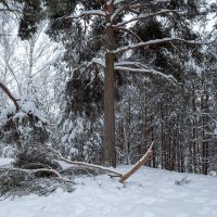 Лесной пейзаж зимой :: Александр Синдерёв