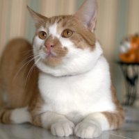 Кот :: Валерия Ширковцова