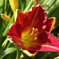 Лилейник :: Freddy 97 Лилейник :: Freddy 97