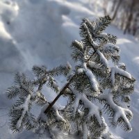 Зима :: Радмир Арсеньев