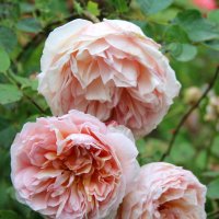 Природа :: жанна нечаева