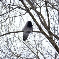 Распушился. :: Наталья Вязигина