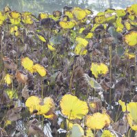 Осень :: Владимир Сарычев