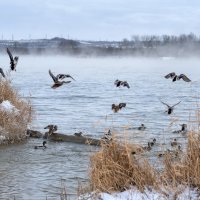Дикие утки на Теплых водах :: Viktoria Anufrieva Дикие утки на Теплых водах :: Viktoria Anufrieva