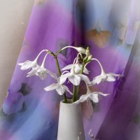 Контраст :: Людмила Павловна Крышковец Контраст :: Людмила Павловна Крышковец