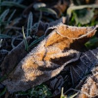 С инеем... :: Николай Гирш