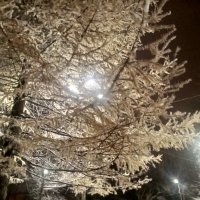 Лиственница :: Сапсан 