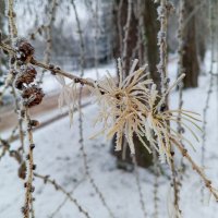 Лиственница :: Сапсан 