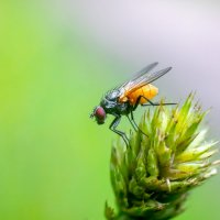 Летнее макро :: Владимир Лазарев Летнее макро :: Владимир Лазарев