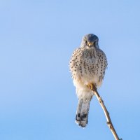 Дневной дозор :: Виктор Иванович Чернюк