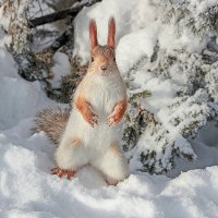 В гости не ждали? :: елена беликова