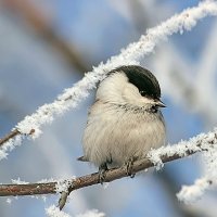 Милашечке холодно :: елена беликова