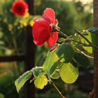 Доброе утро :: Юрий. Шмаков Доброе утро :: Юрий. Шмаков