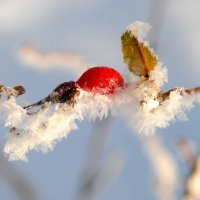Зимы этюды... :: Андрей Заломленков