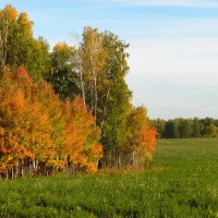 Это осени краски. :: nadyasilyuk Вознюк Это осени краски. :: nadyasilyuk Вознюк