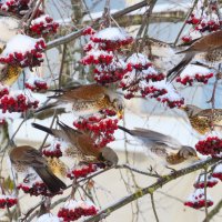 Поедатели рябины за работой :: Ольга Митрофанова
