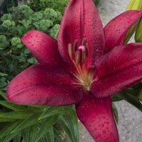 Наши лилии :: Валентин Семчишин