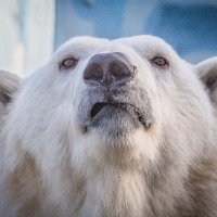 полярный медведь :: Аркадий 