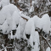Снежные шапки на ветвях :: Александр Синдерёв