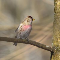 Чечётка :: Константин Анисимов Чечётка :: Константин Анисимов